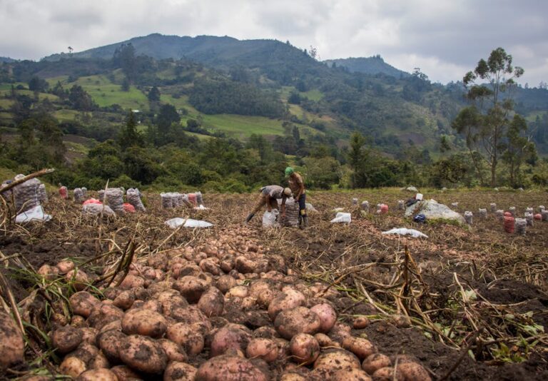 Cultivo de papa en la sierra ecuatoriana con cordillera de fondo