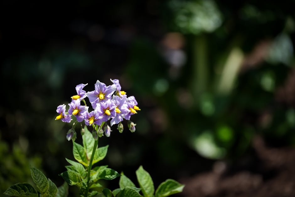 Floración de planta de papa en zona andina