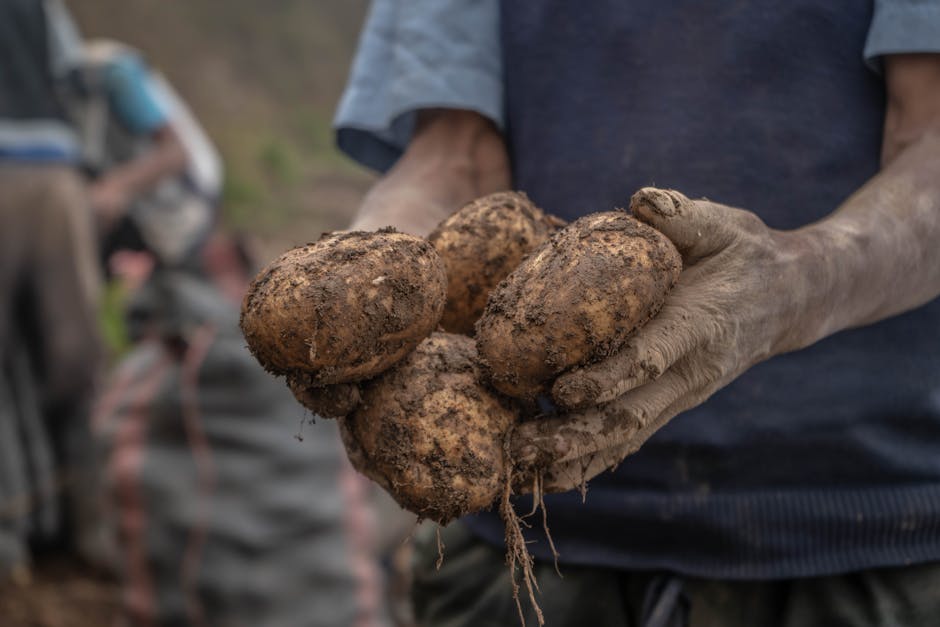 Cultivo de papa en provincia andina del Ecuador