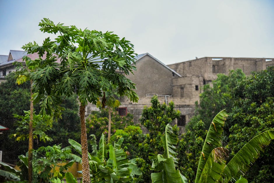 Temporada de lluvias en cultivo tropical de Ecuador