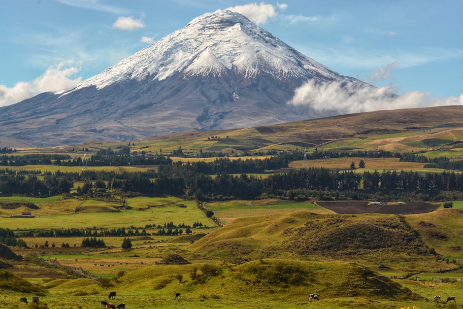 Cosecha programada en finca ecuatoriana según ciclo agrícola