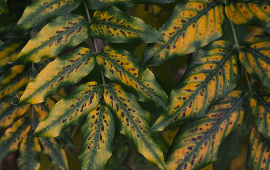 Cultivo con clorosis intervenal por deficiencia de hierro