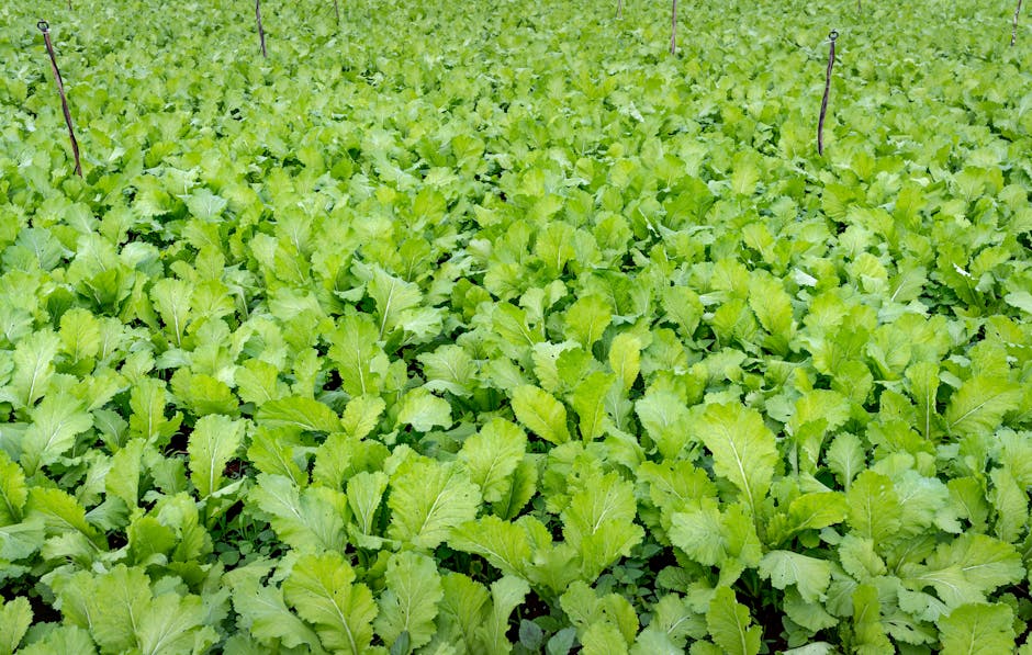 Cultivo sano con defensas naturales activadas