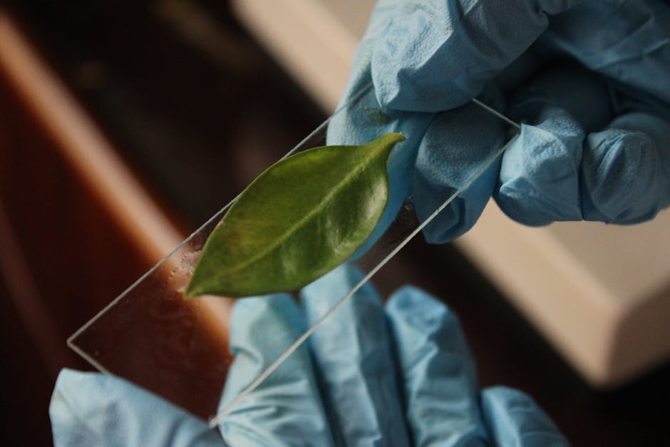 Investigación en inmunidad vegetal y resistencia a patógenos