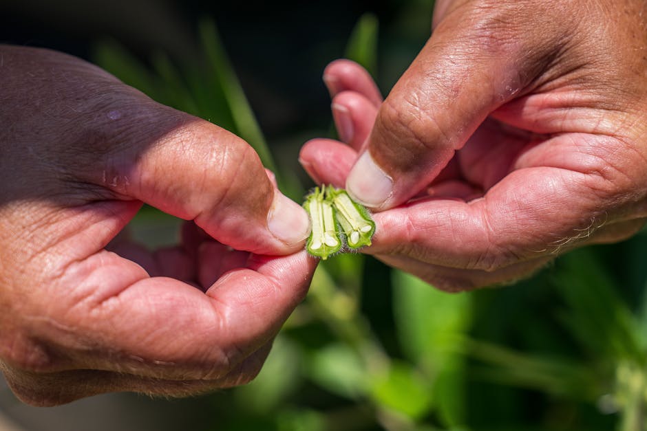 Ingeniero agrónomo inspeccionando cultivo en campo