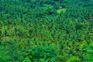Cultivo tropical en zona costera de Ecuador con humedad alta