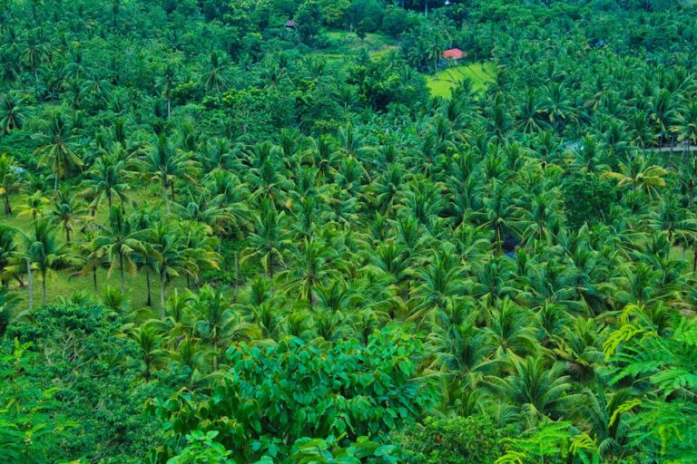 Cultivo tropical en zona costera de Ecuador con humedad alta