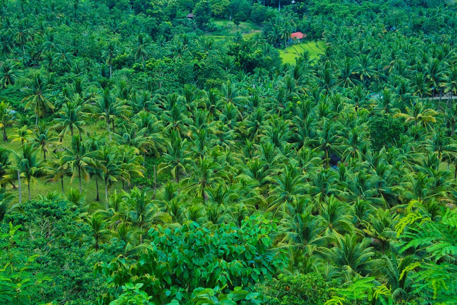 Cultivo tropical en zona costera de Ecuador con humedad alta