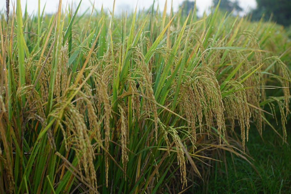 Cultivo de arroz en Los Ríos Ecuador con riego por inundación