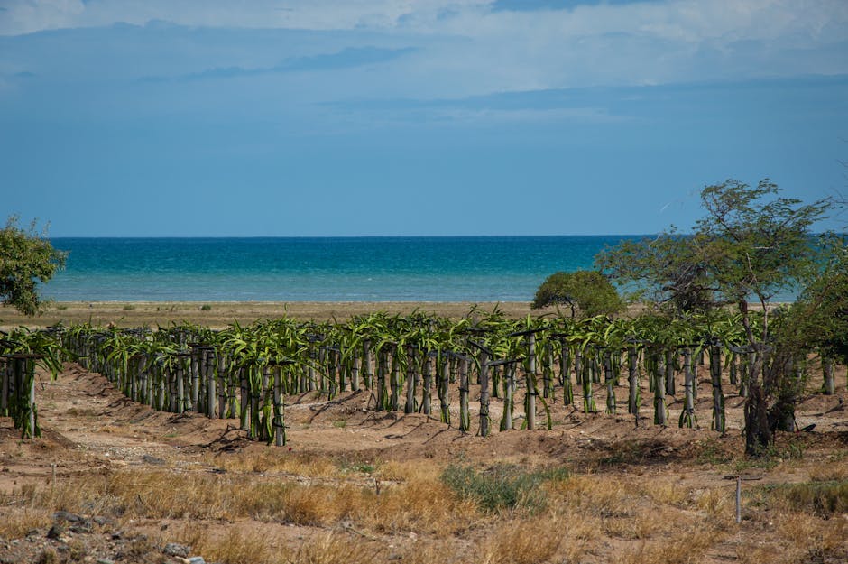 Finca de costa ecuatoriana con cultivo tropical perenne