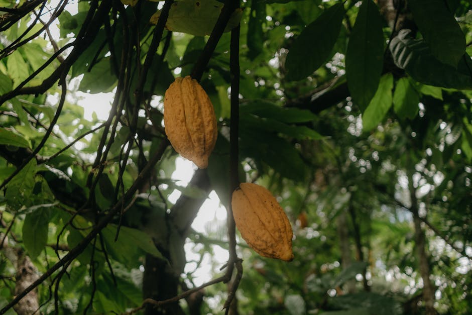 Mazorcas de cacao en árbol listo para cosecha