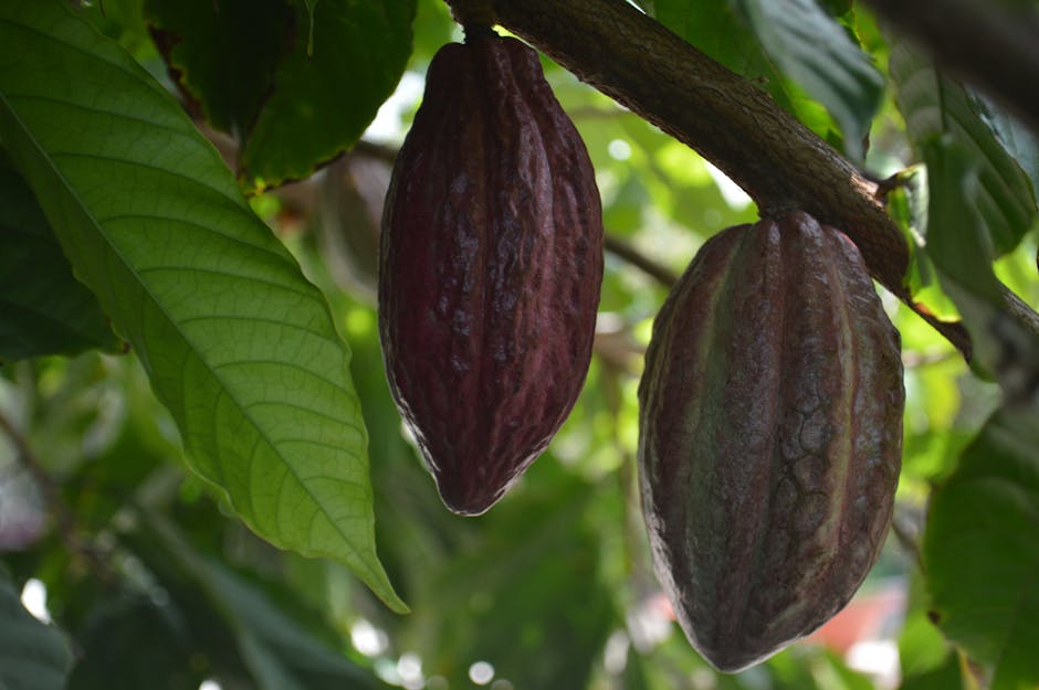 Hojas verdes saludables de árbol de cacao bien nutrido