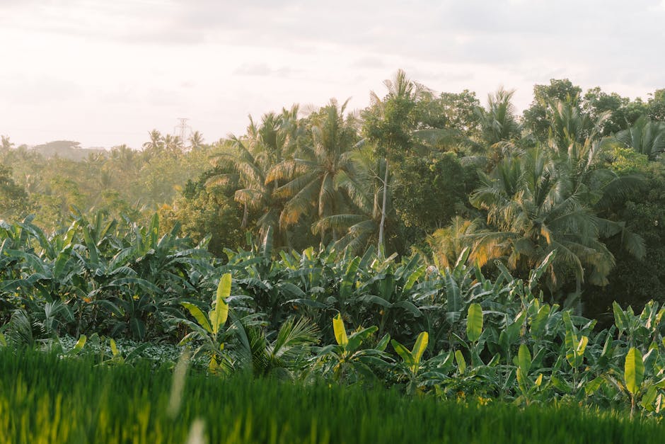 Plantación de banano en Ecuador con cultivos saludables