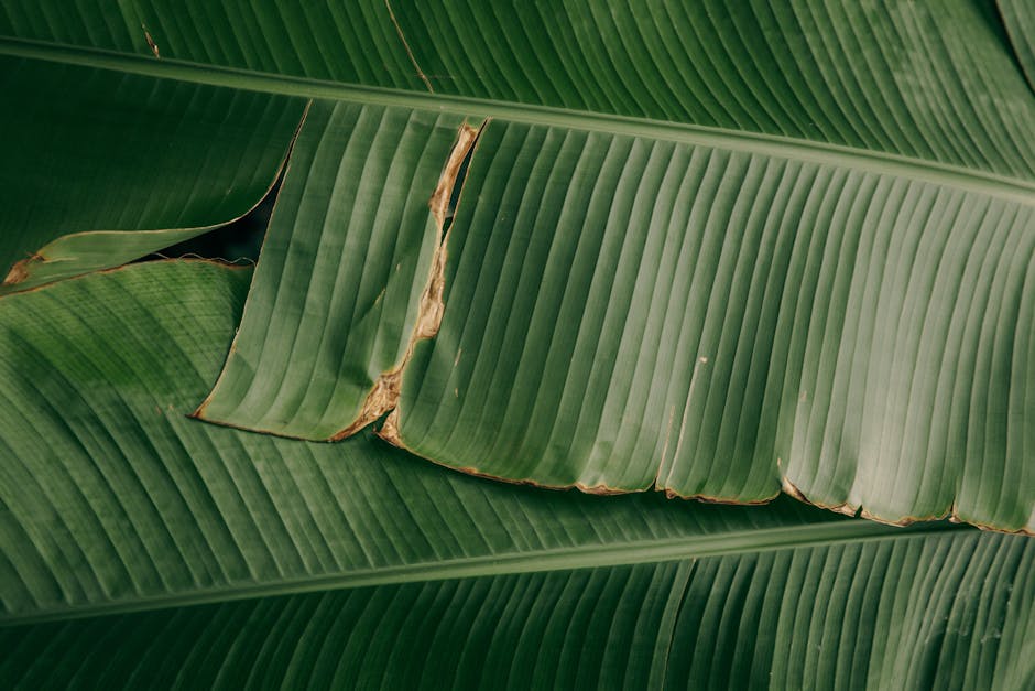 Hojas verdes de planta de banano sin deficiencias nutricionales