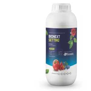 BIONEXT SETTING — Bioestimulante Elongación y Engrose | Bionext Ecuador